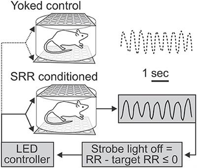 Slow Breathing Can Be Operantly Conditioned in the Rat and May Reduce Sensitivity to Experimental Stressors